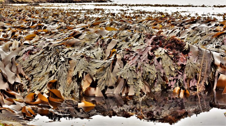 Variety of seaweed species on the low shore at low water, including kelp toothed wrack and Atlantic wakame