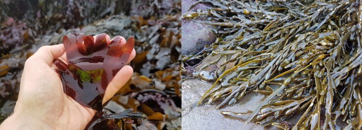 Wild dulse Palmaria palmata and knotted wrack Ascophyllum nodosum