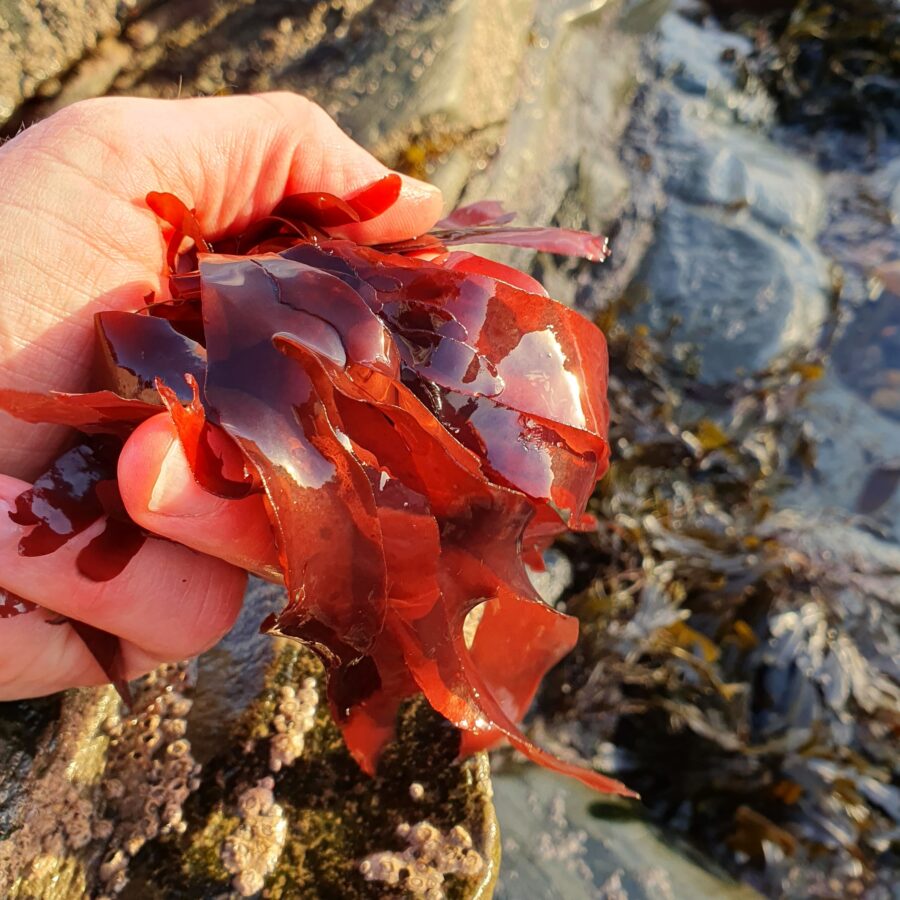 Dulse supplied by Horizon Seaweed | Species guide | Horizon Seaweed